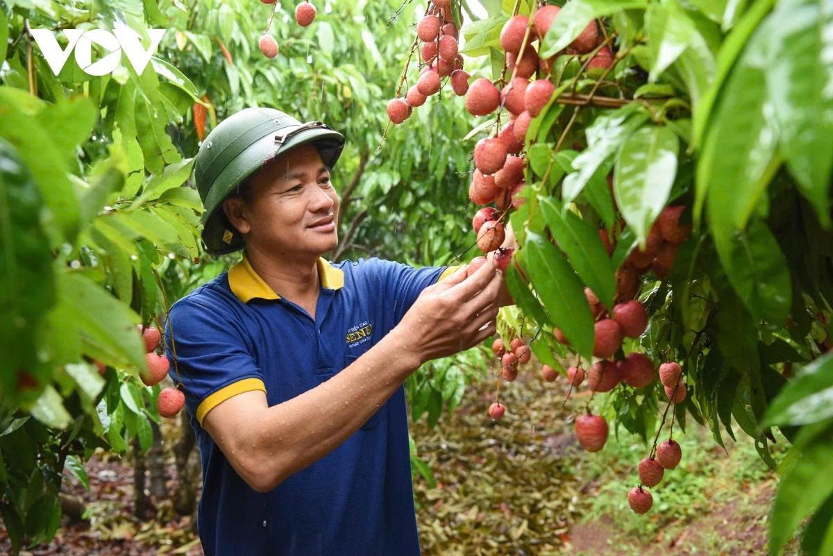 Vietnam ranks second in global lychee production